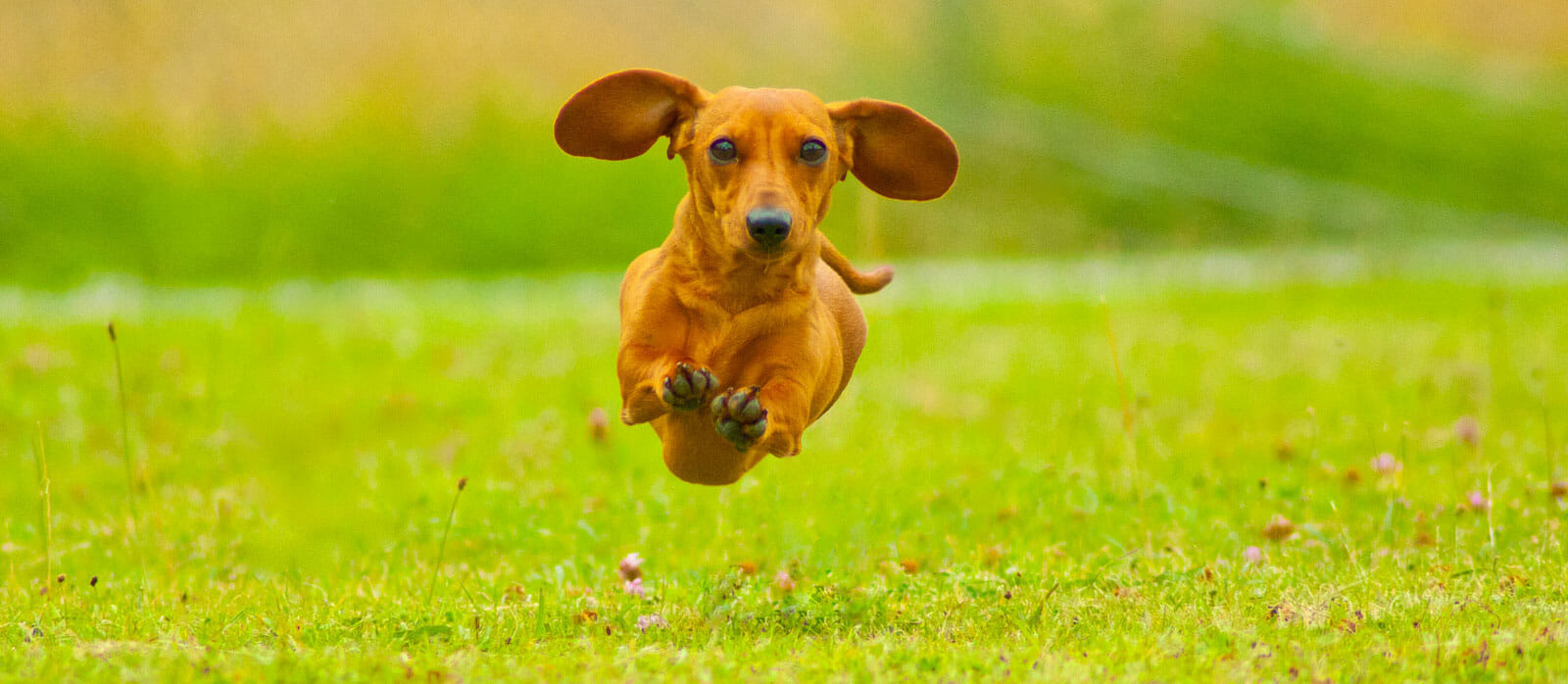 cute dachshund running outside cute dachshund running outside