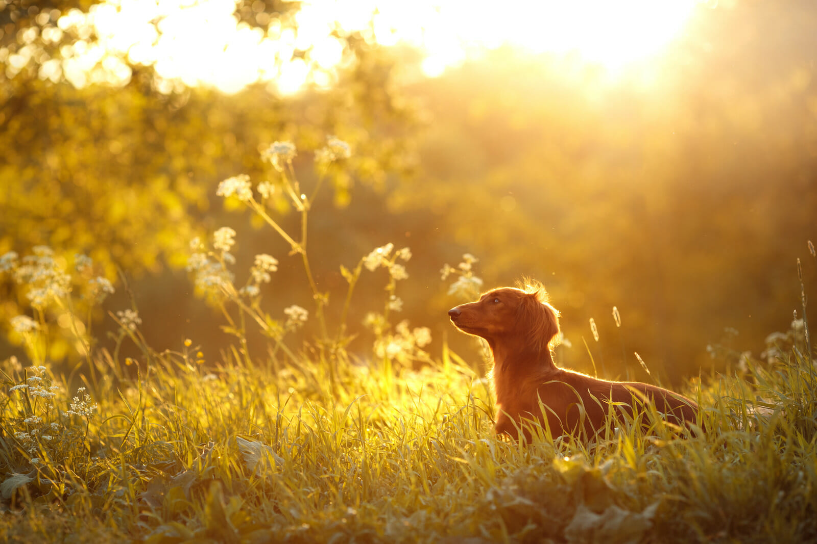 cute daschund in a field Daschund in a field