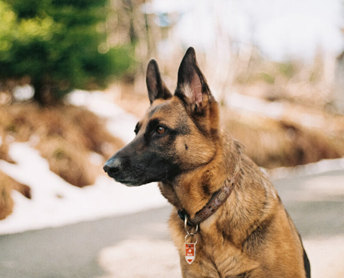 dog ownership reduce crime