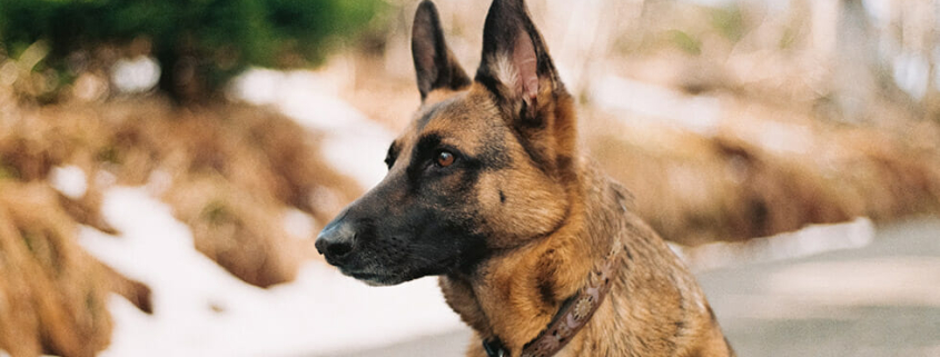 dog ownership reduce crime