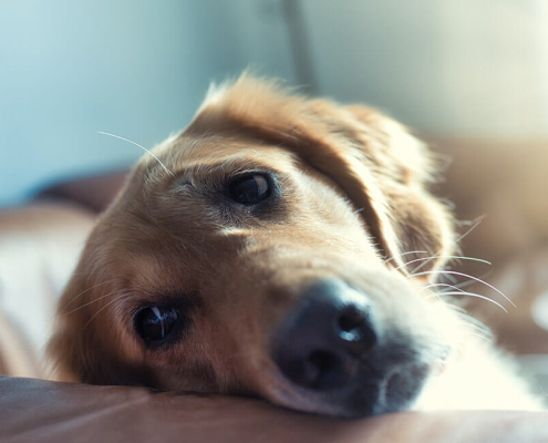 dog separation anxiety