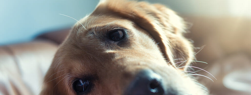 dog separation anxiety