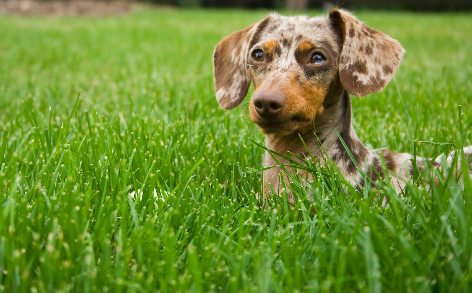 spotted dachshund laying in the grass spotted dachshund laying in the grass