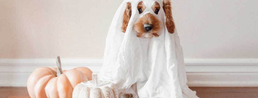 Halloween celebrations