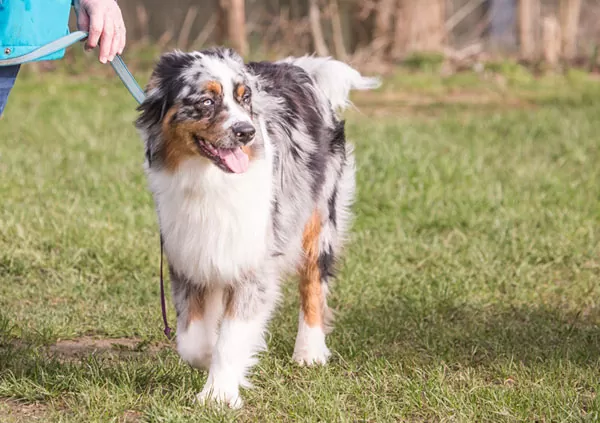 Australian Shepherd