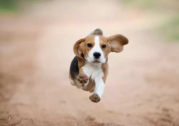 Beagle puppy