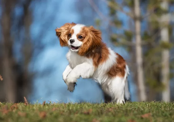 Cavalier King Charles Spaniel dog playing