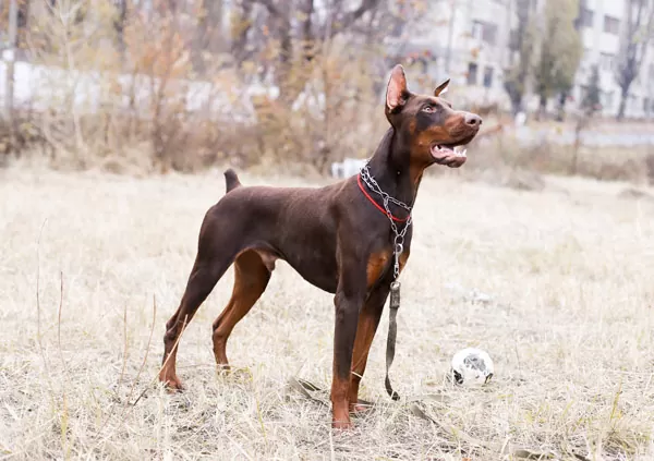 Dobermann Dog Breed