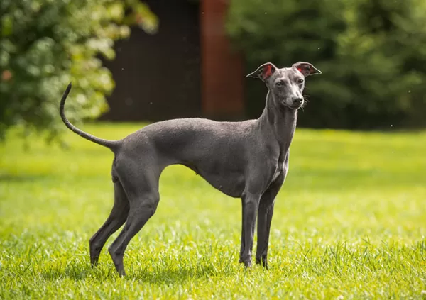 Italian greyhound