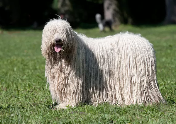 Komondor