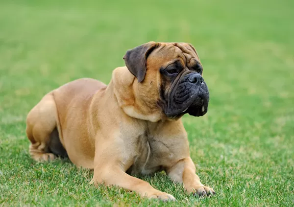 Mastiff