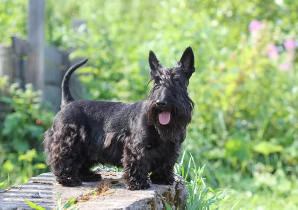 Scottish terrier