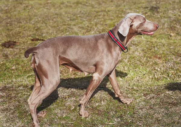 Weimaraner
