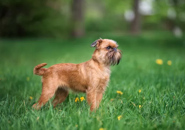 brussels griffon