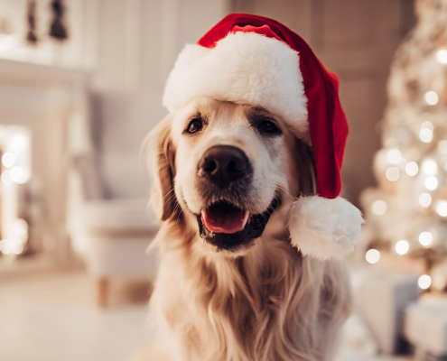 christmas pets safety
