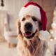 christmas pets safety