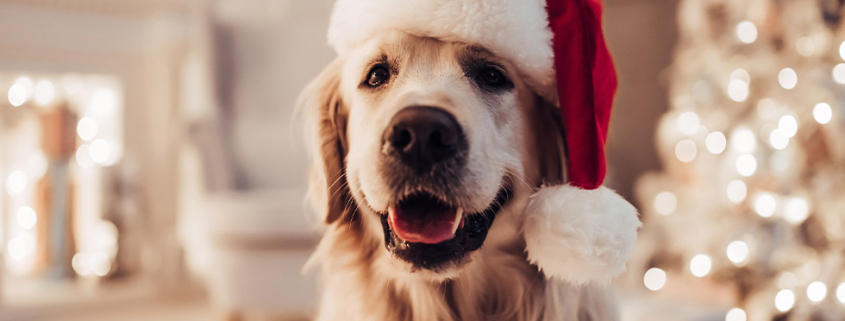 christmas pets safety