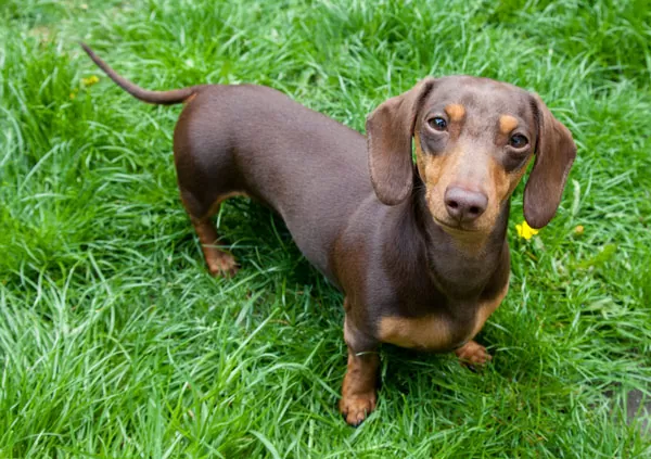 dachshund dog breed