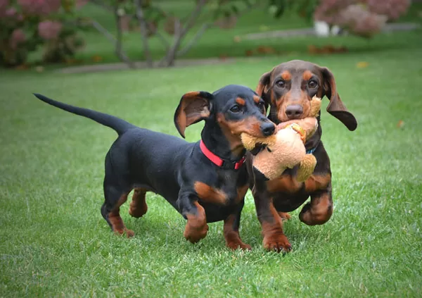 dachshund puppies playing