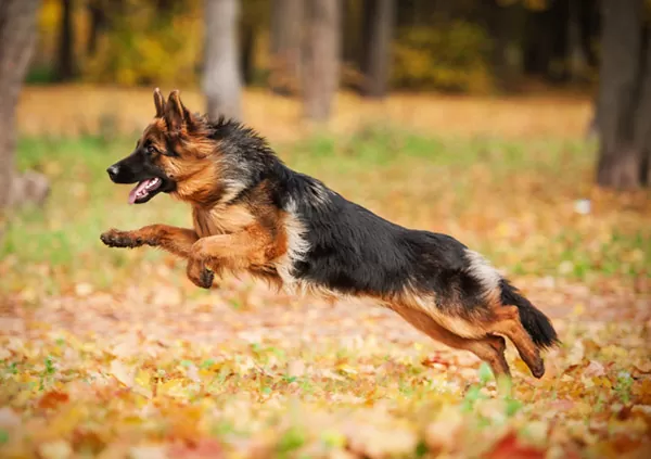 german shepherd Dog Breed