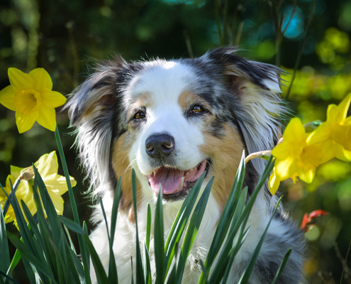 pet cancer awareness