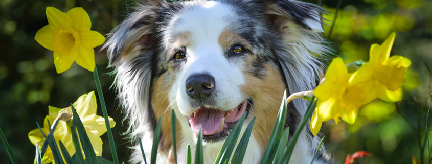 pet cancer awareness