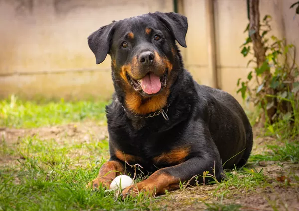 rottweiler 
