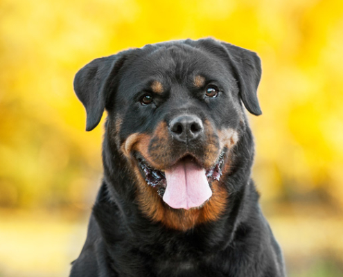 rottweiler cute dog