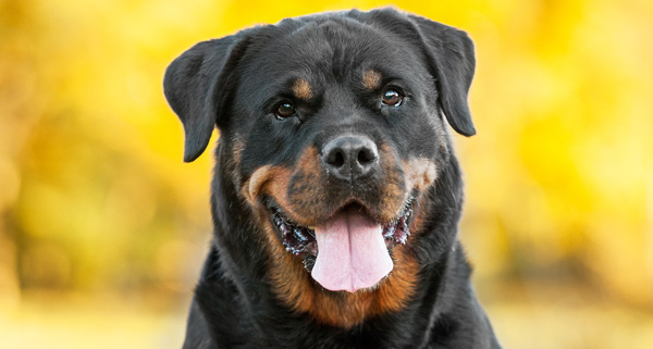 rottweiler cute dog