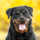 rottweiler cute dog