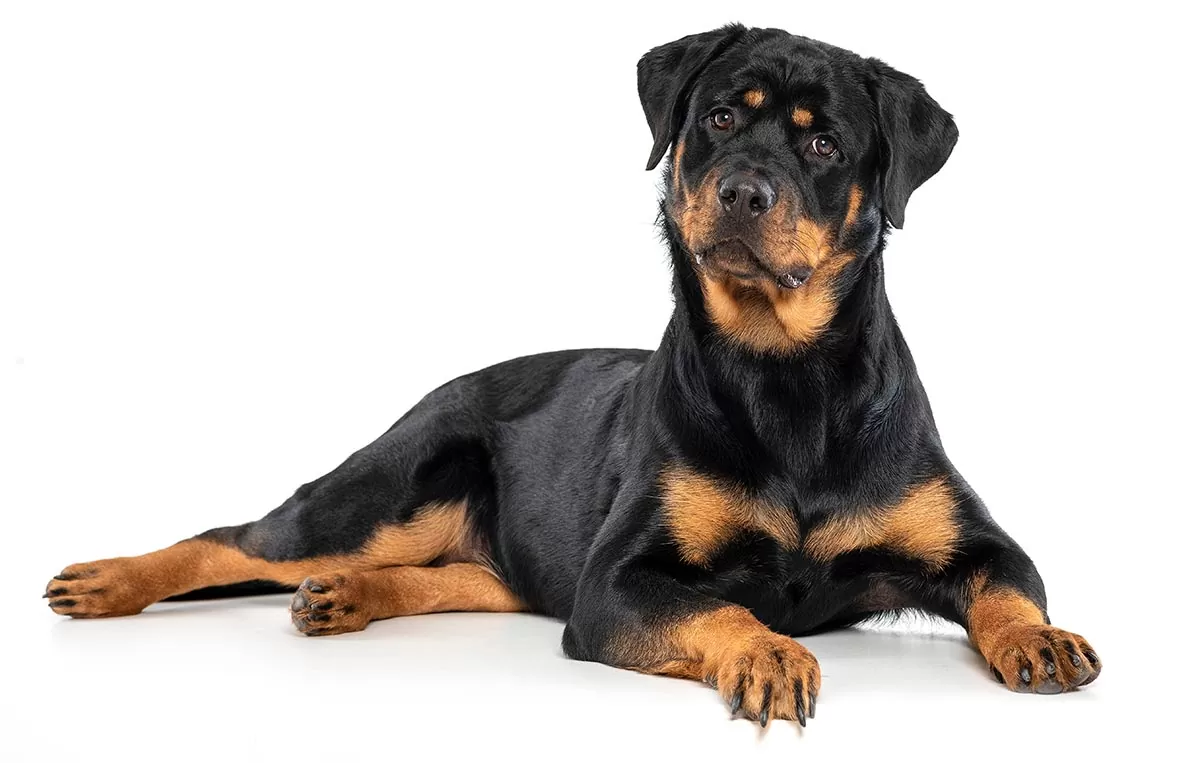 rottweiler dog breed rottweiler dog breed