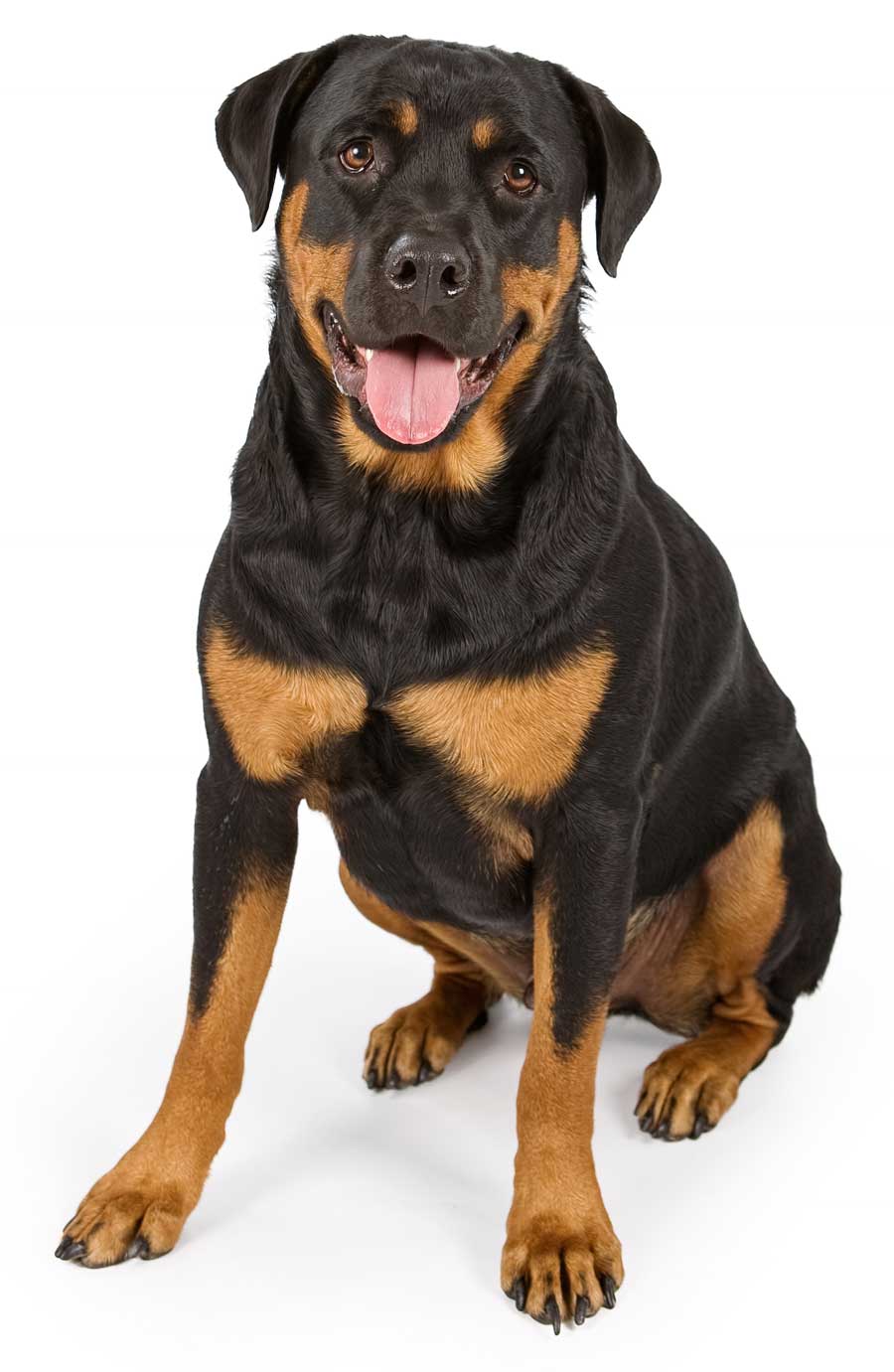 rottweiler health issues rottweiler dog pet insurance