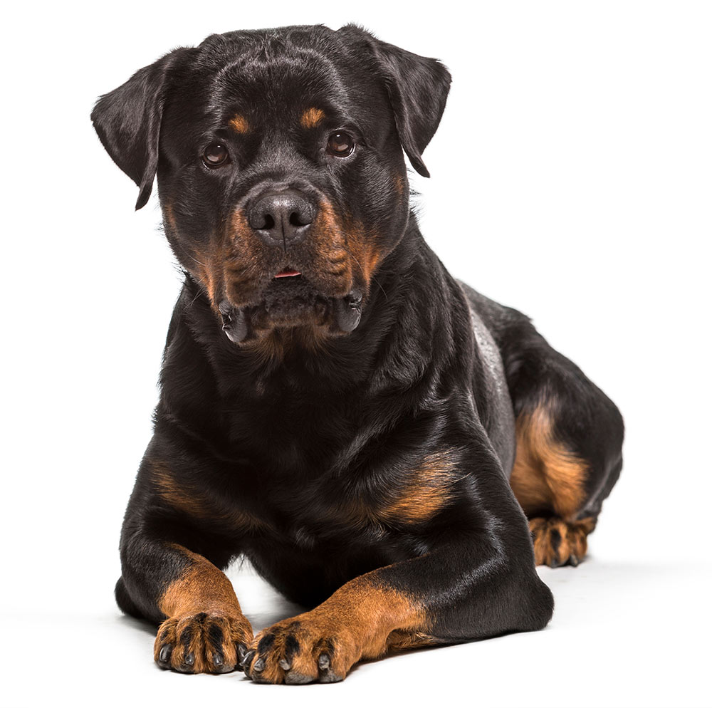 choose dog breed Rottweiler dog Breed