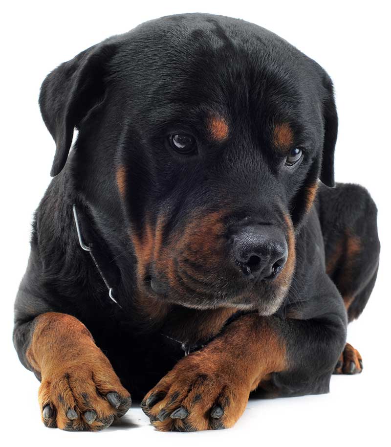 rottweiler health issues rottweiler health issues