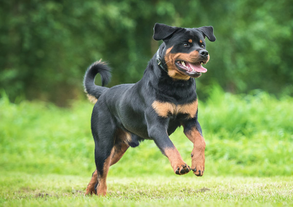 Rottweiler Dog Breed Personality Image 1 Rottweiler dog playing