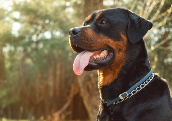Rottweiler Dog Breed Personality Image 3 Rottweiler Dog personality