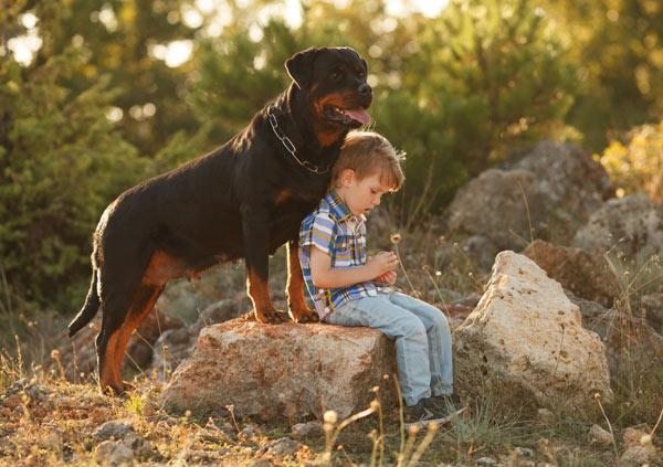 Protective Rottweiler Rottweiler protective