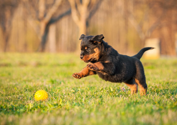 Rottweiler Dog Breed Personality Image 3 rottweiler puppy chasing ball