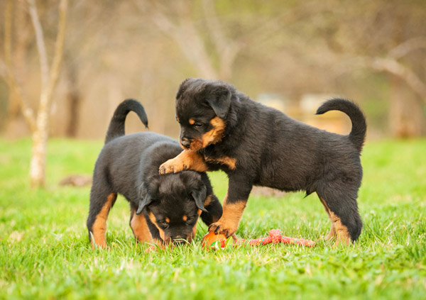 Rottweiler Dog Breed Personality Image 2 rottweiler puppies playing