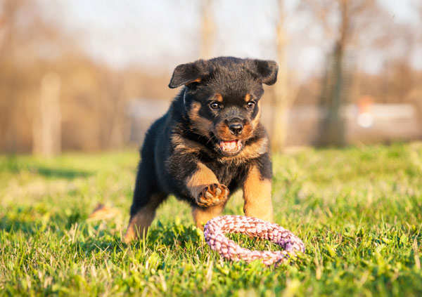 Rottweiler Dog Breed Personality Image 1 rottweiler puppy playing