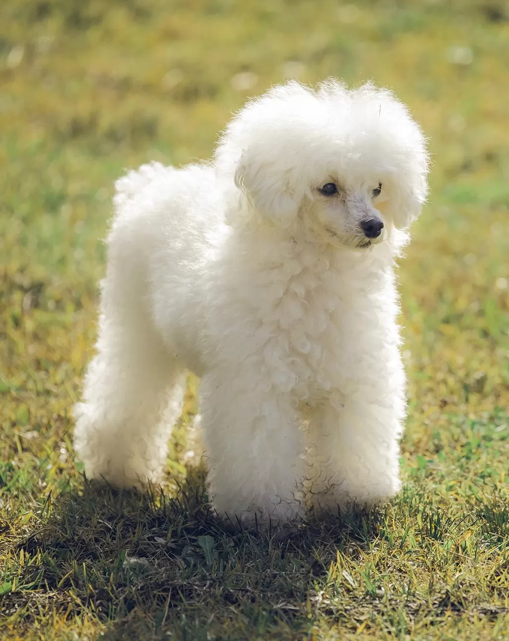 toy poodle low shedding dog 1