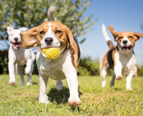 understanding dog breeds featured image