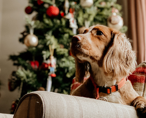 christmas upgrades pet insurance australia