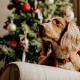 christmas upgrades pet insurance australia