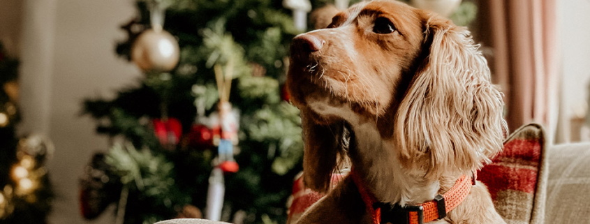 christmas upgrades pet insurance australia