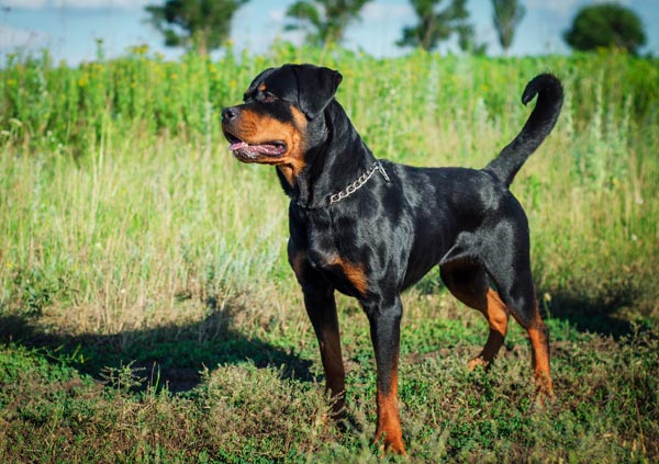 Protective Rottweiler rottweiler appearance