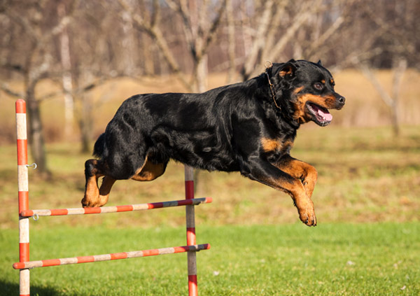 Protective Rottweiler rottweiler training