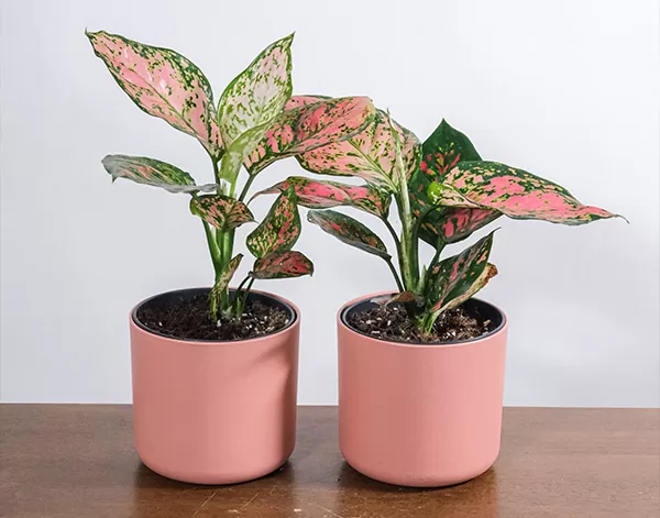 Aglaonema Aglaonema