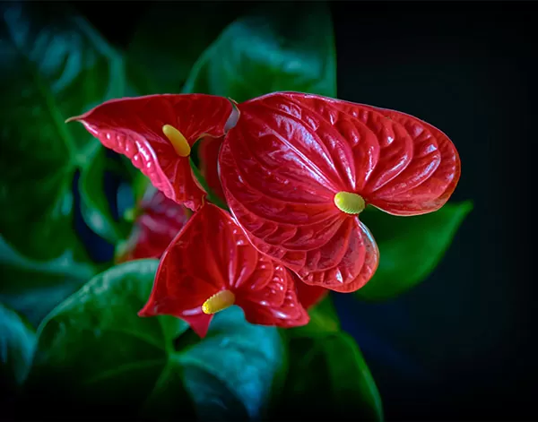 Anthurium Anthurium