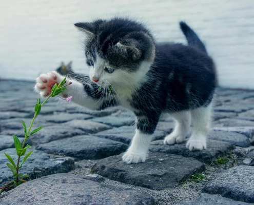 Toxic flowers cats